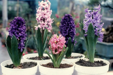 风信子的叶子可以剪吗