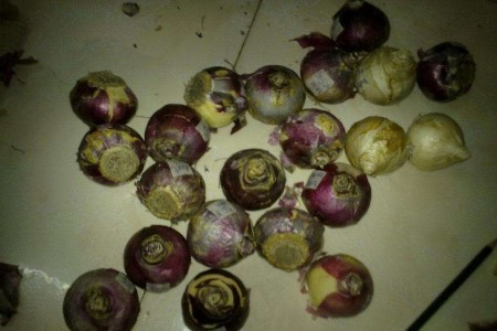 风信子的叶子可以剪吗