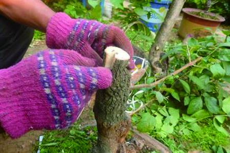 怎么嫁接桂花，不嫁接开花吗