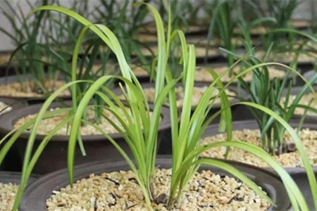 兰花不开花是啥原因