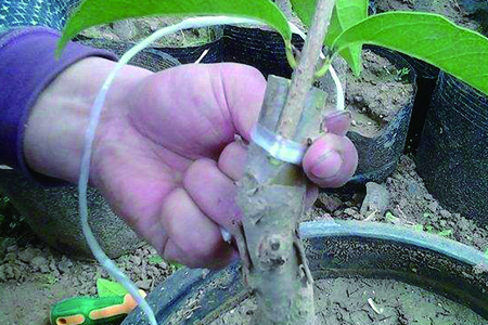 怎么嫁接桂花，不嫁接开花吗