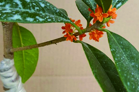 怎么嫁接桂花，不嫁接开花吗