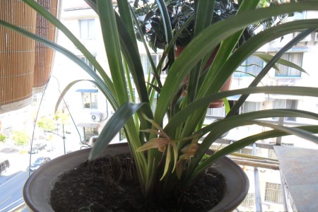 兰花花苞为什么会枯萎