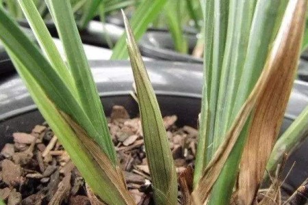 兰花花苞为什么会枯萎