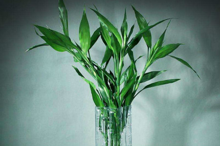 怎么养殖富贵竹，养几根才最好