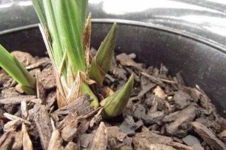 兰花花苞为什么会枯萎