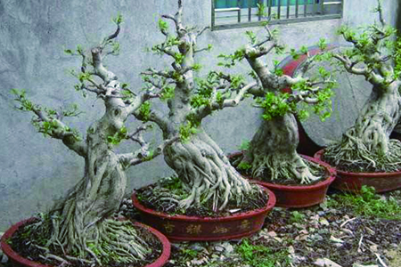 榕树的养殖办法，怎么修剪