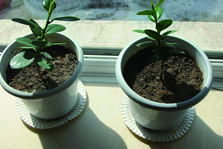 榕树的养殖办法，怎么修剪