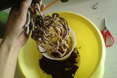 兰花的种植办法和技巧