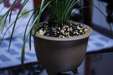 兰花的种植办法和技巧