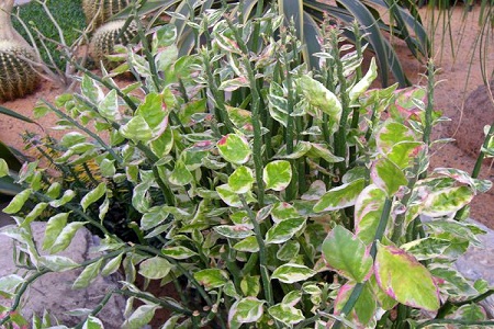 红雀珊瑚的养殖办法和注意些什么