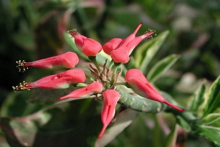 红雀珊瑚的养殖办法和注意些什么