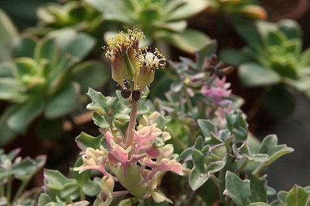 七宝树锦怎么种植