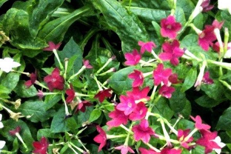 花烟草春天怎么种植