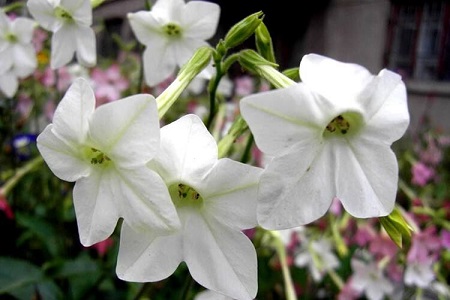 花烟草春天怎么种植