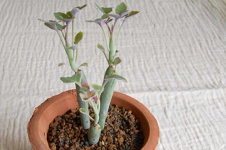 七宝树锦怎么种植