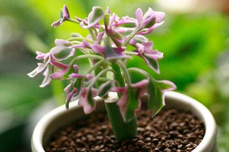 七宝树锦怎么种植