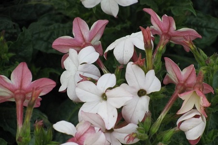 花烟草春天怎么种植