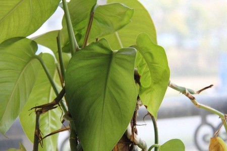 绿萝叶子下垂能浇水吗