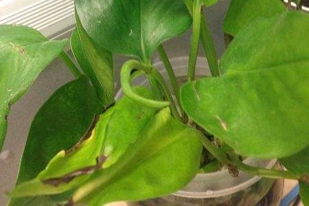 绿萝叶子下垂能浇水吗