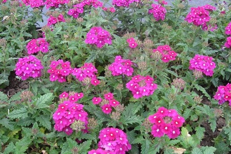 美女樱春天怎么种植