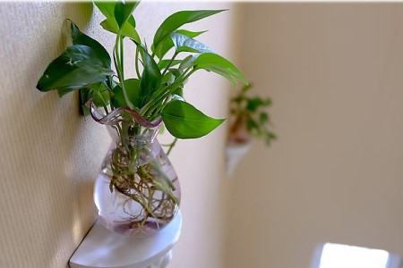 绿萝可以一直用水养吗