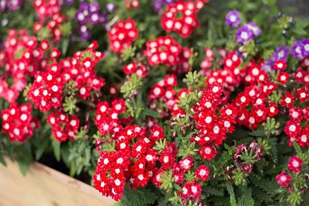 美女樱春天怎么种植