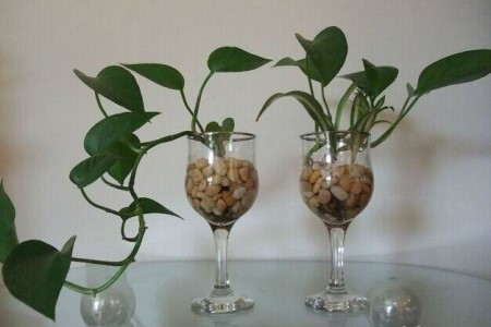 绿萝可以一直用水养吗