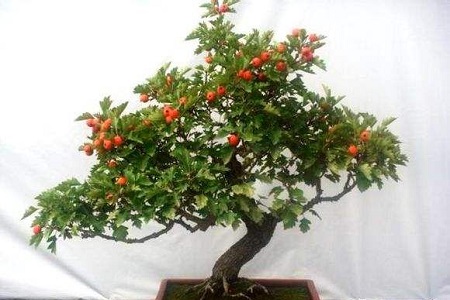 盆栽山楂的养殖办法和注意些什么