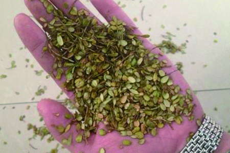 清香木为什么老掉叶