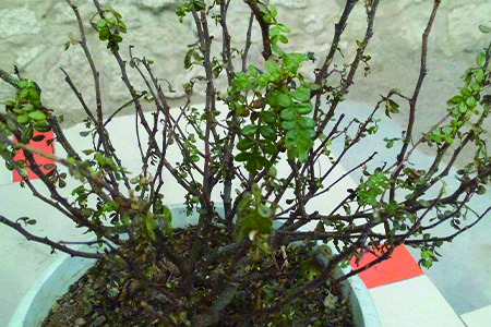 清香木为什么老掉叶