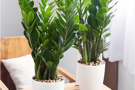 盆栽摇钱树怎么种植