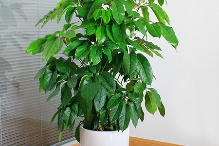 盆栽摇钱树怎么种植