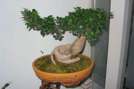 榕树盆景的养殖办法和注意些什么