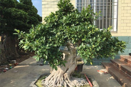 榕树盆景的养殖办法和注意些什么