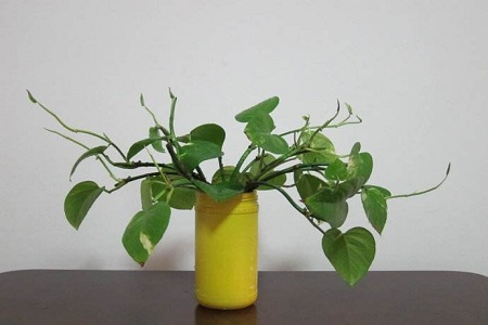 水培绿萝怎么过冬，叶子发黄解决办法