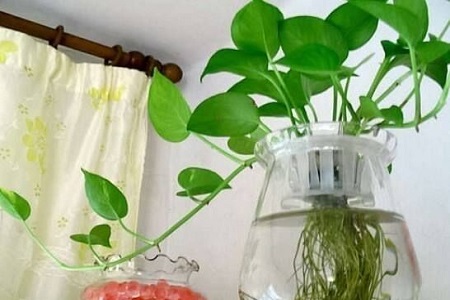 水培绿萝怎么过冬，叶子发黄解决办法