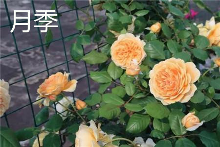 月季和玫瑰有什么区别