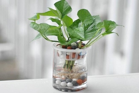 水培绿萝怎么过冬，叶子发黄解决办法