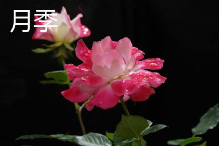 月季和玫瑰有什么区别
