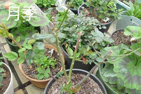 月季和玫瑰有什么区别