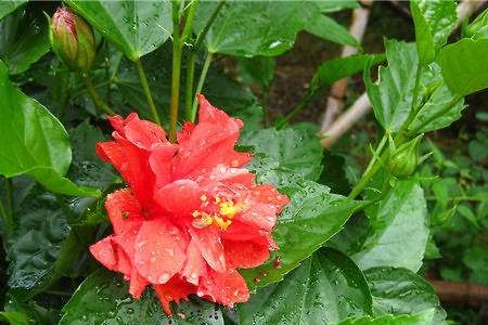 扶桑花的养殖办法和注意些什么