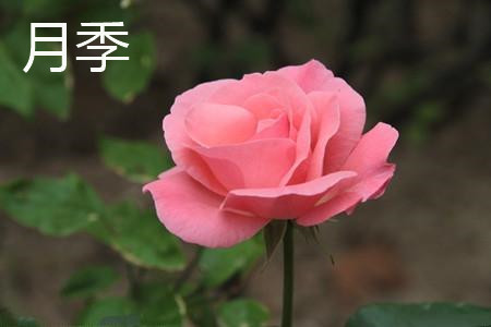 月季和玫瑰有什么区别