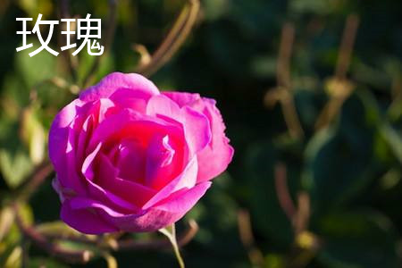 月季和玫瑰有什么区别