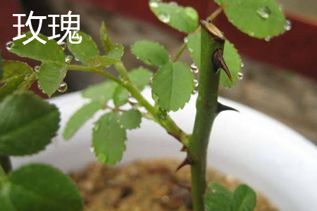 月季和玫瑰有什么区别