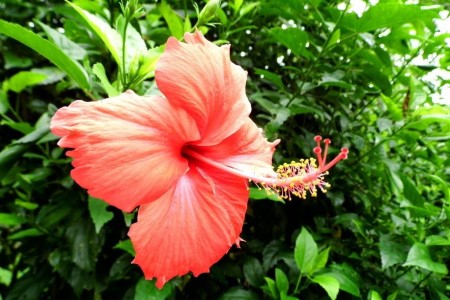 扶桑花的养殖办法和注意些什么