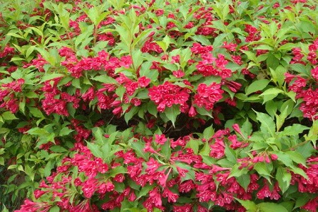 锦带花的养殖办法和注意些什么