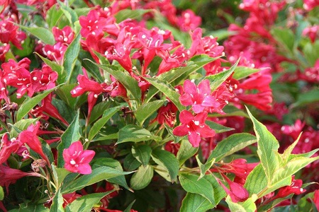 锦带花的养殖办法和注意些什么