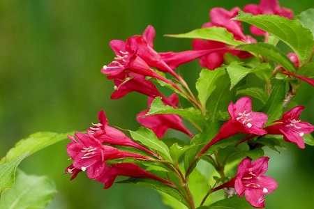 锦带花的养殖办法和注意些什么