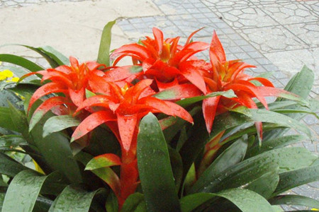 鸿运当头怎么开花